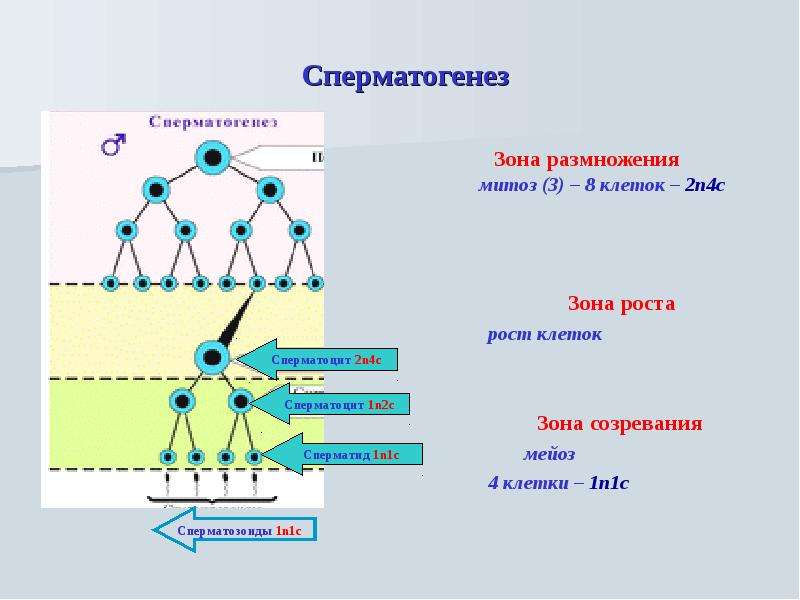 Сперматогенез Зона размножения митоз (3) – 8 клеток – 2n4c Зона роста рост клеток Зона созревания ме