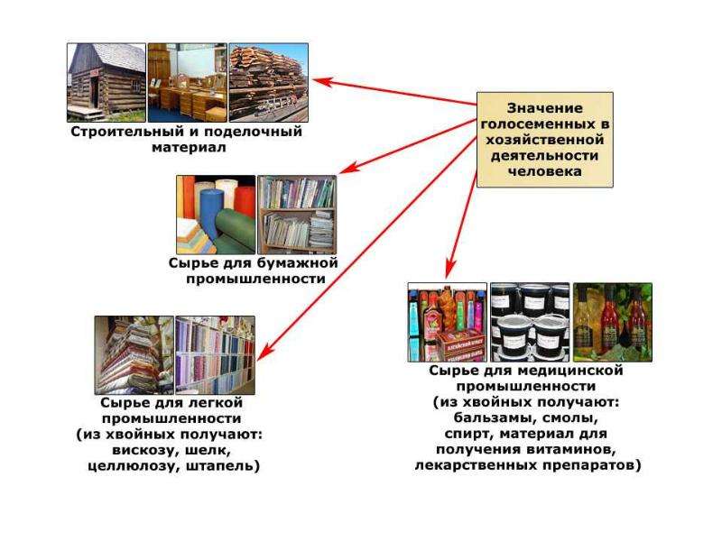 Использование семян в деятельности человека. Голосеменные в хозяйственной деятельности человека. Схема голосеменных растений где применяется. Использование голосеменных человеком. Использование голосеменных растений человеком.