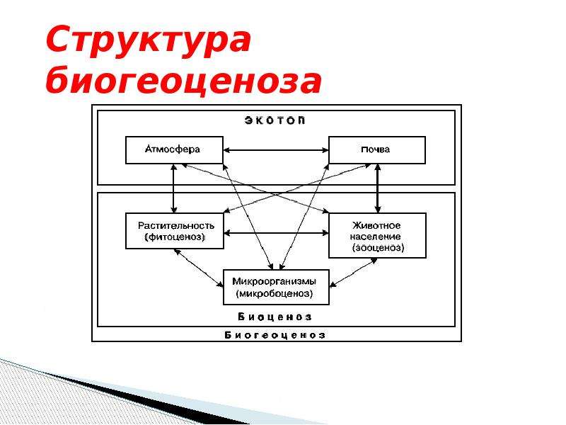 Структура экосистемы презентация