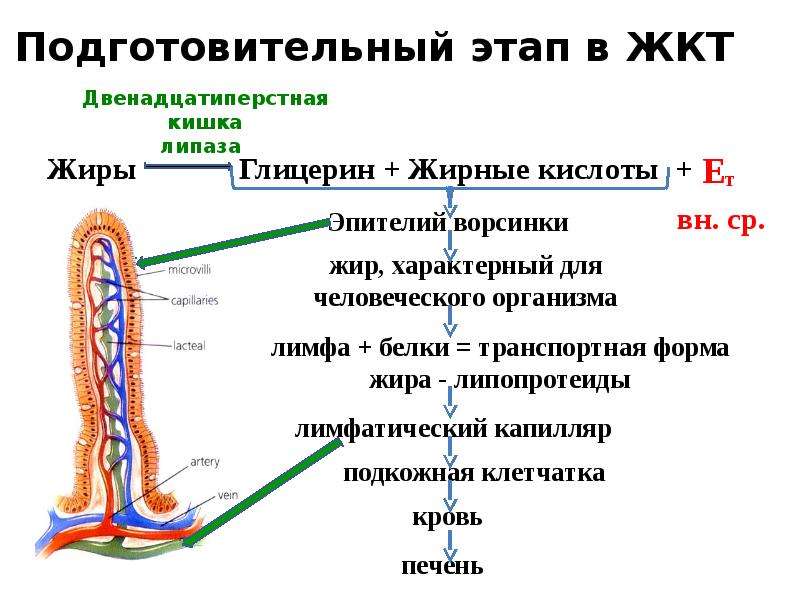 Процессы в организме. Подготовительный этап ЖКТ. Подготовительный этап в ЖКТ человека. Подготовительный этап в пищеварительном тракте. В пищеварительном тракте питательные вещества.