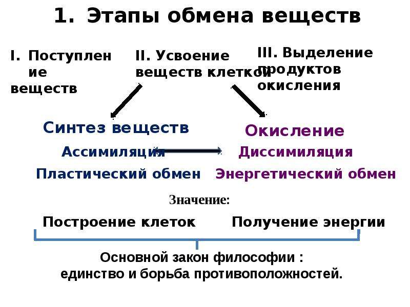 Новый обмен. Основные этапы метаболизма. Этапы обмена веществ в организме. Основная стадия обмена веществ. 3 Этапа обмена веществ.