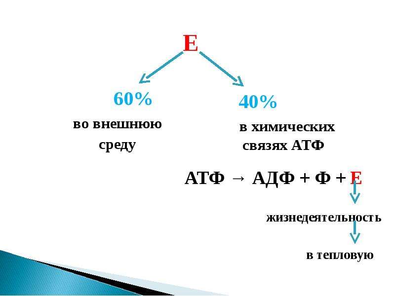 На каких этапах происходит образование атф. Роль АТФ И АДФ. Реакция образования АДФ из АТФ. Синтез АТФ формула. Роль АТФ В метаболизме.