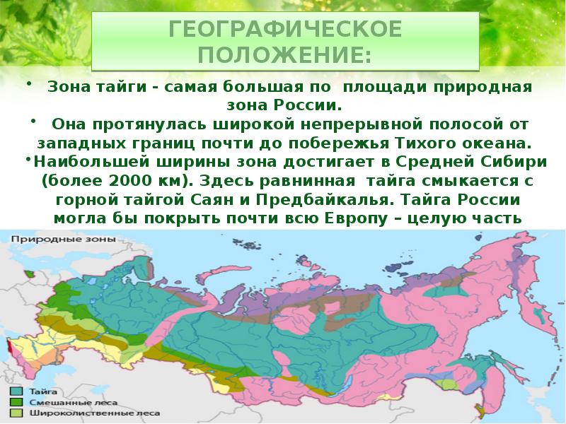 Лесная зона занимает большую часть климатического. Географическое положение тайги. Географическое положение тайги в России. Географическое положение тайги в России на карте. Географическое положение тайги на территории России.