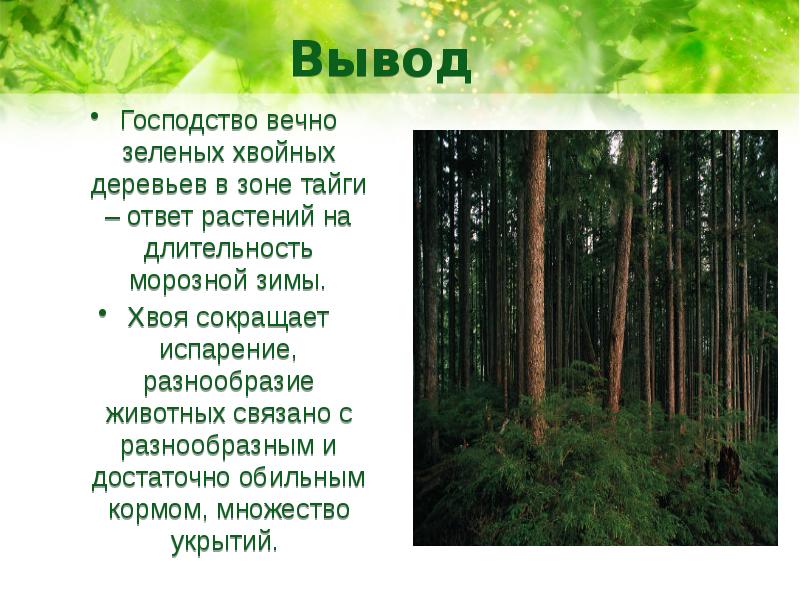 Особенности хвойного леса. Тайга биология. Зона смешанные широколиственные хвойные леса. Тайга природная зона. Тайга презентация.