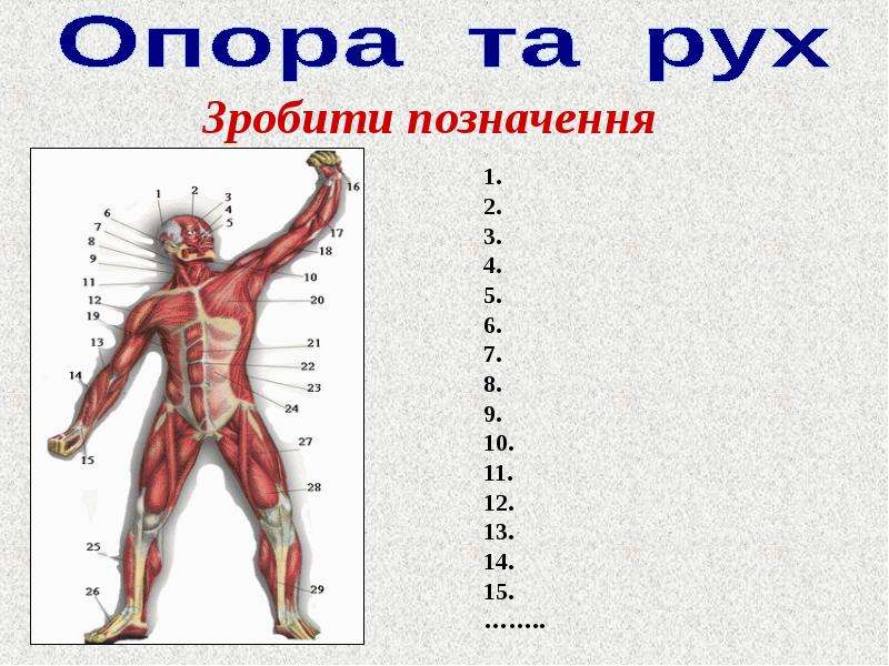 Опорно рухова система