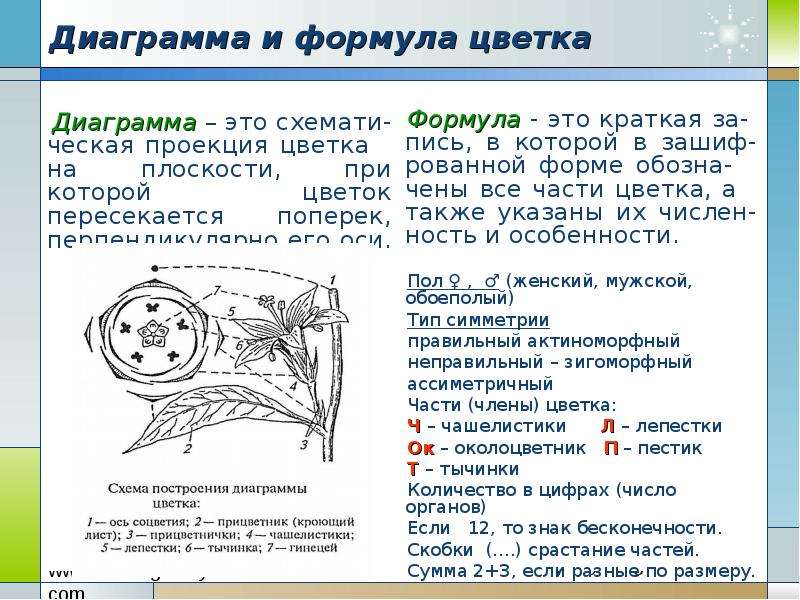 Сложноцветные диаграмма