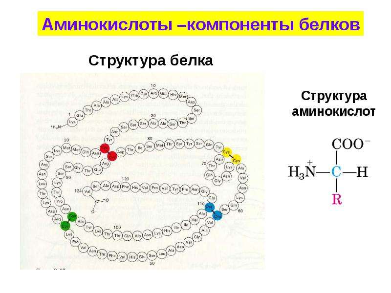 Белки аминокислоты картинки