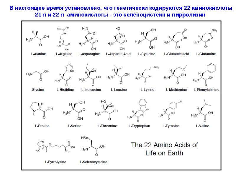 21 аминокислота. 20 Аминокислот таблица аминокислоты. Формулы всех аминокислот 20. 22 Аминокислоты формулы. Формулы 20 аминокислот биохимия.