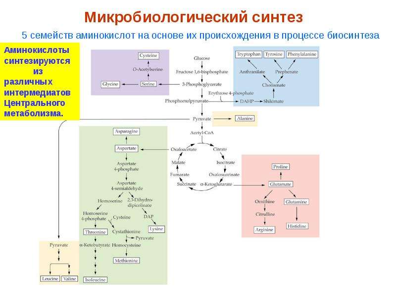 Процессы синтеза аминокислоты в. Микробиологический Синтез аминокислот схема. Получение аминокислот микробиологическим синтезом. Промышленный Биосинтез заменимых аминокислот. Типовые схемы процессов аминокислот.