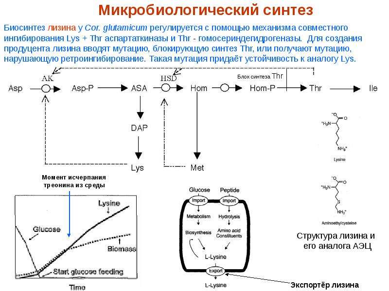 Схема микробиологического синтеза аминокислот