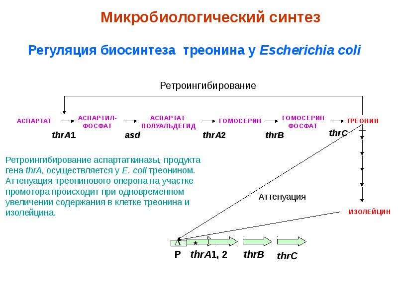 Схема микробиологического синтеза аминокислот