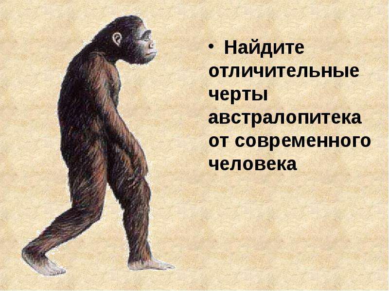 Человечество 4 класс. Австралопитек в полный рост. Рост австралопитека. Отличительные черты австралопитека.