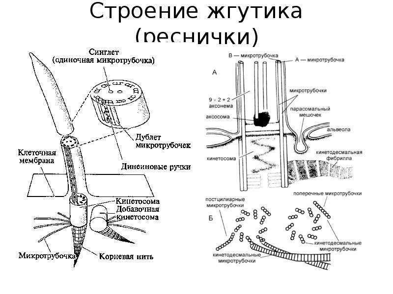 Жгутики пример. Строение ресничек и жгутиков эукариотических клеток. Строение жгутиков и ресничек эукариот. Строение реснички эукариот.