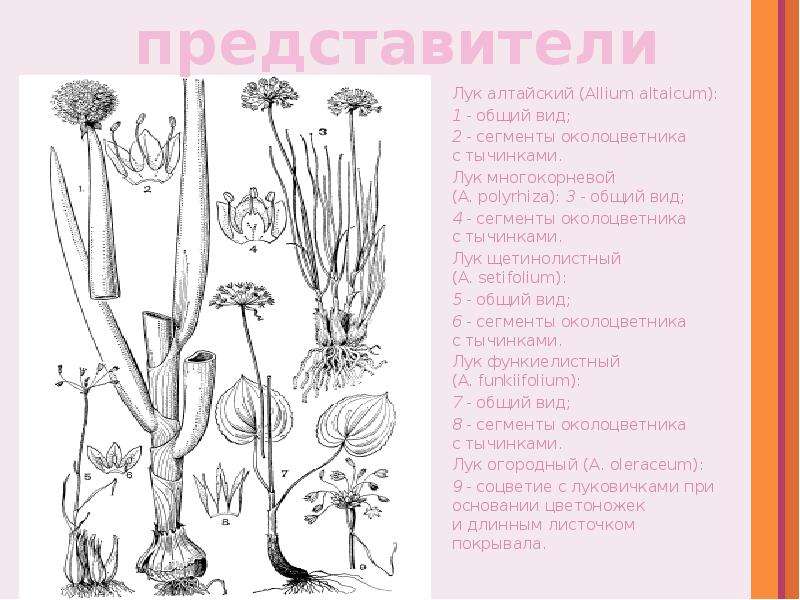 Представители семейства луковые. Луковые околоцветник. Лук Алтайский (Allium altaicum). Представители лук. Семейство луковые представители.