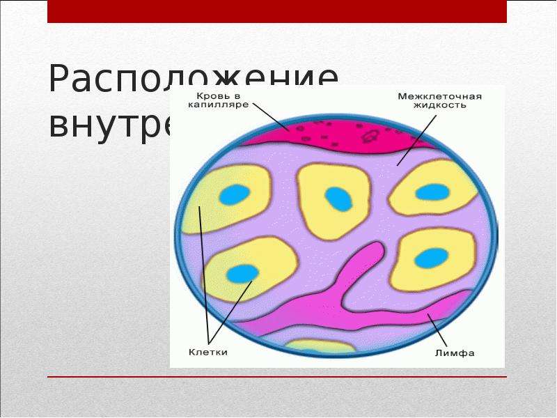 Местоположение клетки. Расположение клеток крови. Расположение клеток в лимфе. Клетки крови человека расположение клеток. Внутренняя среда клетки и капилляры.