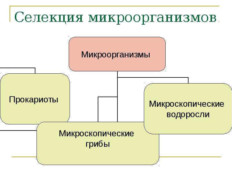 Селекция микроорганизмов проект