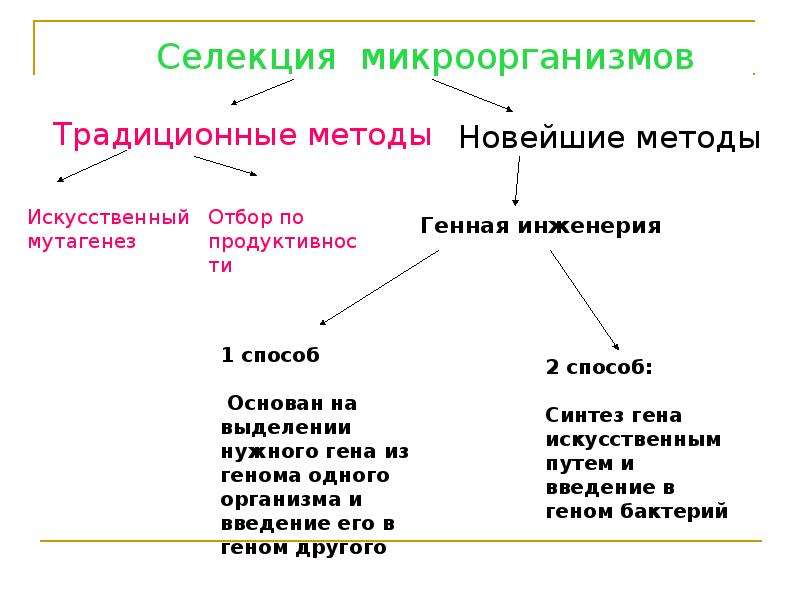 Презентация биология селекция микроорганизмов