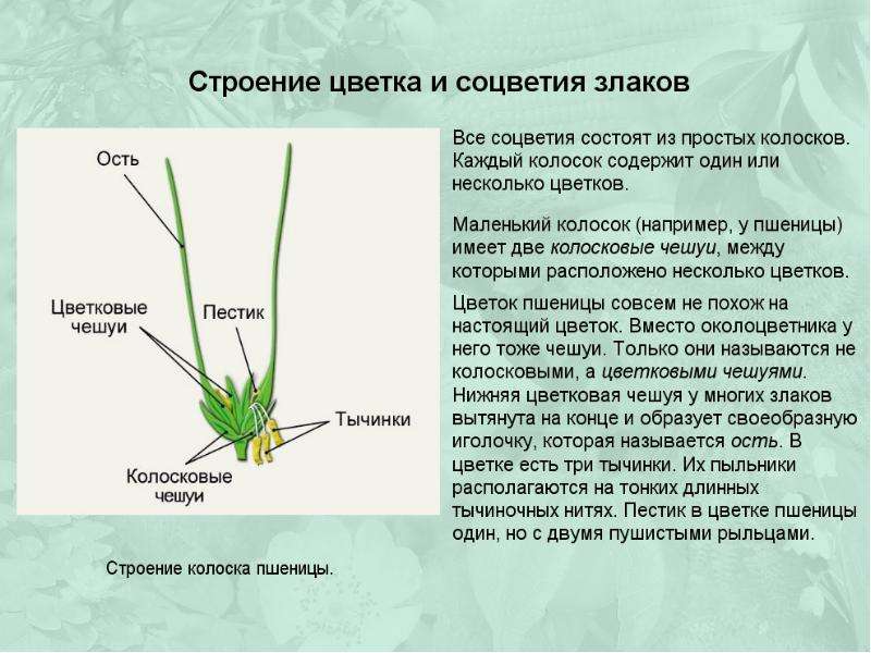 Цветок злаковых. Строение цветка однодольных злаковых. Строение околоцветника у пшеницы. Строение цветка злаковых. Семейство злаковые строение цветка.