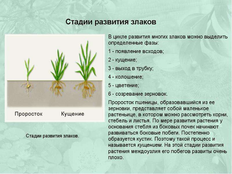 Схемы типов кущения