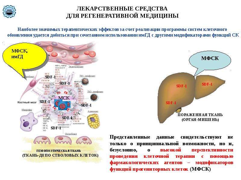 Регенеративная медицина презентация