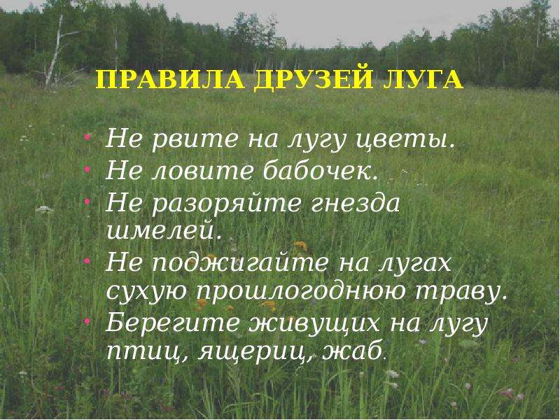 Жизнь луга. Берегите луг. Поведение на лугу. Луга доклад.