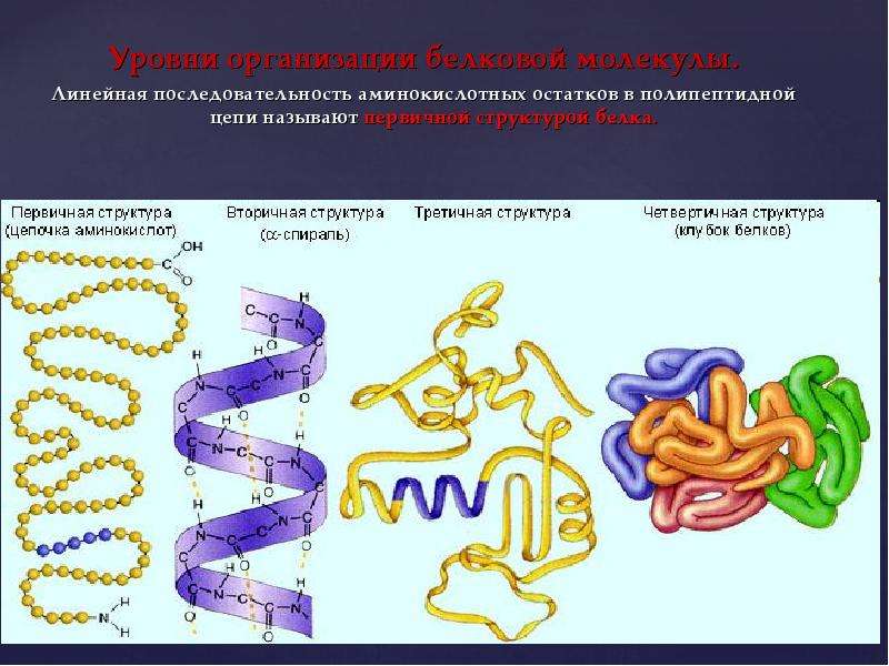 Укажи рисунок на котором представлена третичная структура белка