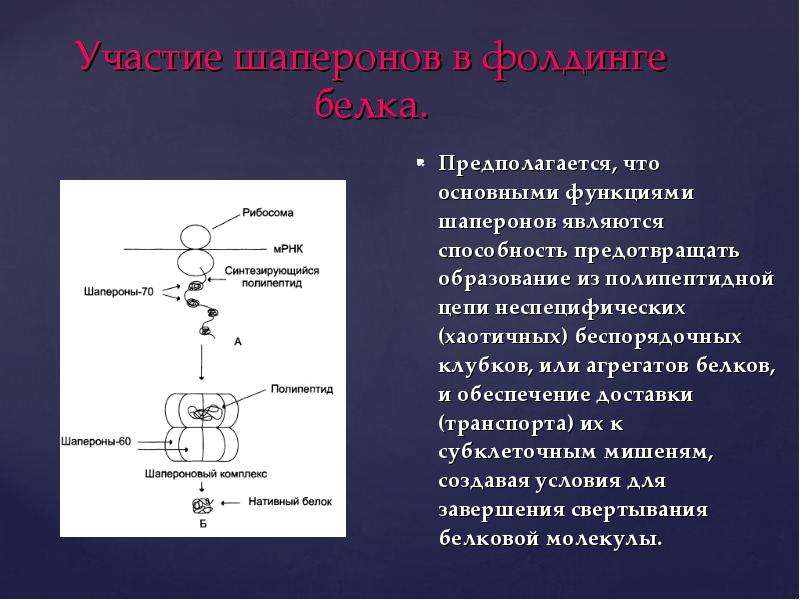 Роль белков шаперонов. Шапероны биохимия. Участие шаперонов в фолдинге белка. Роль шаперонов в образовании пространственных структур белков. Функции белков шаперонов.