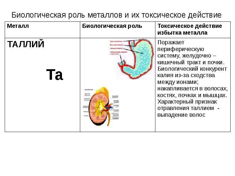 Биологическая роль металлов в организме человека презентация