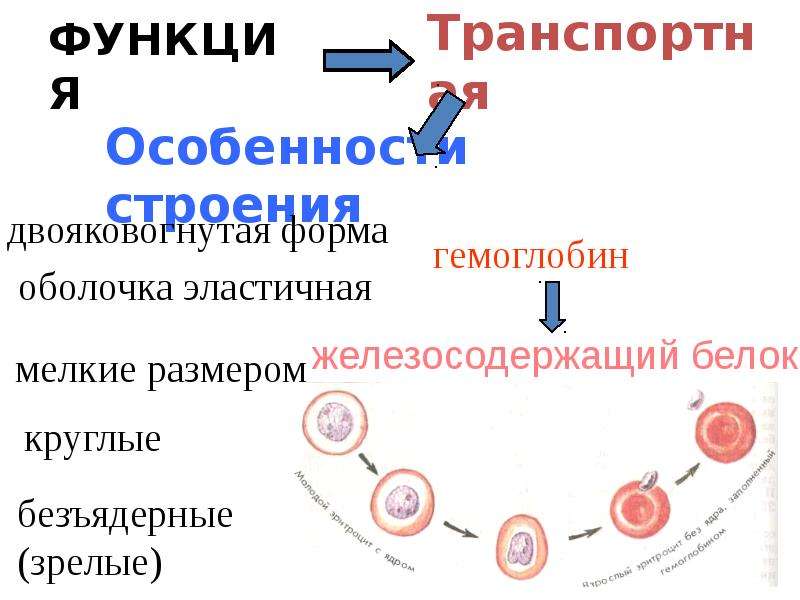 Тест по биологии внутренняя среда организма 8