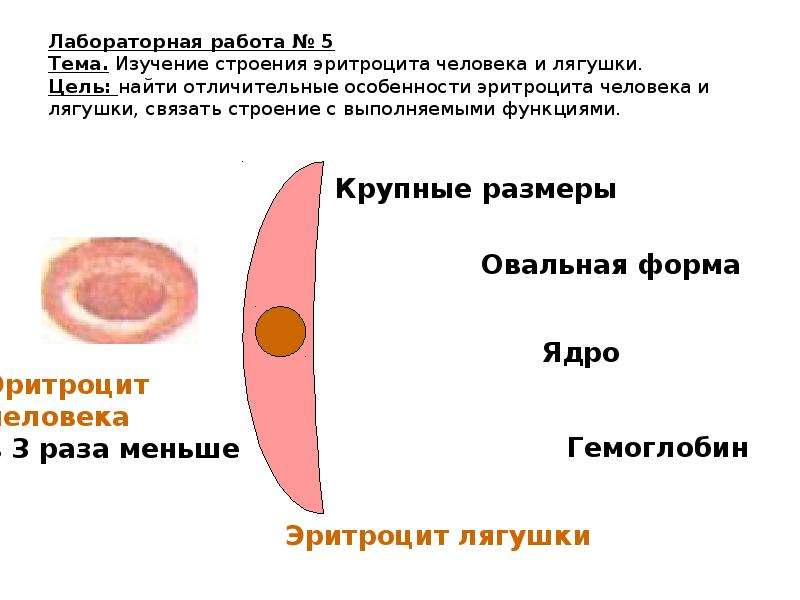 Форма эритроцитов лягушки. Форма и строение эритроцитов лягушки. Эритроциты лягушки строение и функции. Функции эритроцитов лягушки. Строение эритроцита человека.