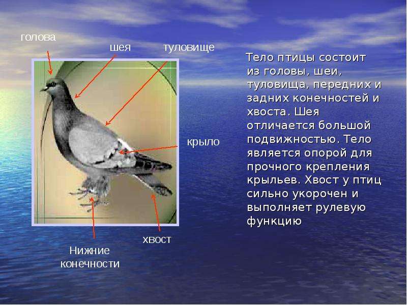 Найдите фотографию какого либо насекомого или птицы рассмотрите изображение какие части