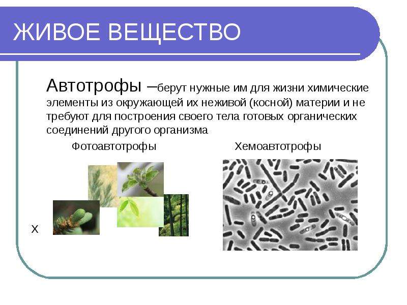 Автотрофные организмы способны производить органические вещества