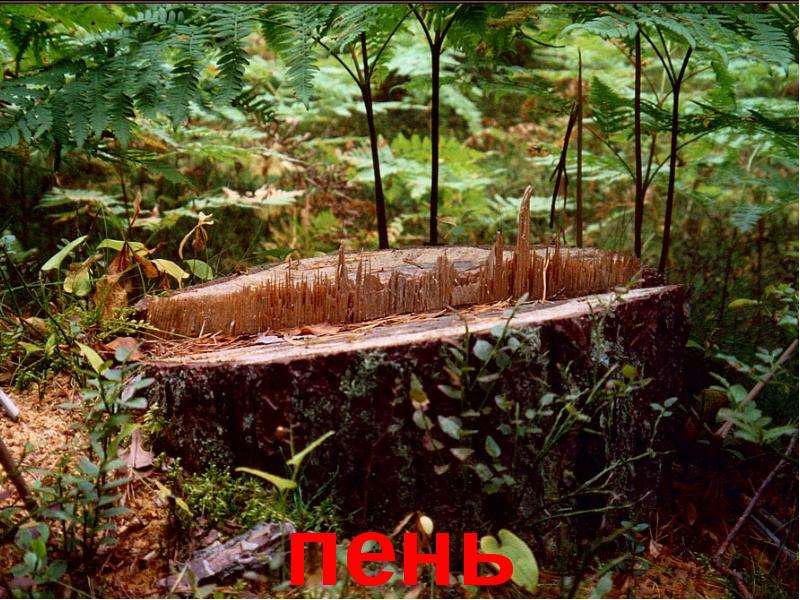 Природа: лес и времена года , слайд №16