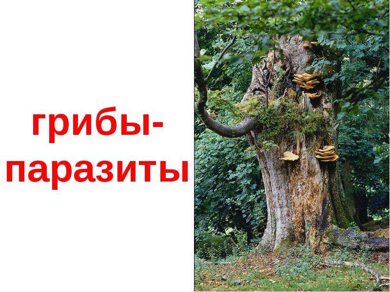  Природа: лес и времена года , слайд №22