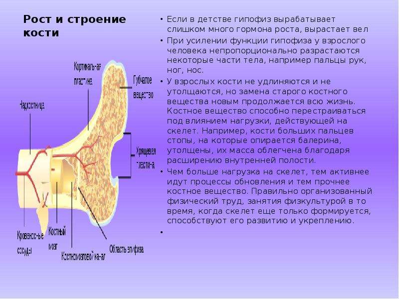 Закон вольфа кости рост. Строение кости рост костей. Гипофиз костные структуры. Роль гипофиза в росте костей. Какова связь между гипофизом и ростом костей.