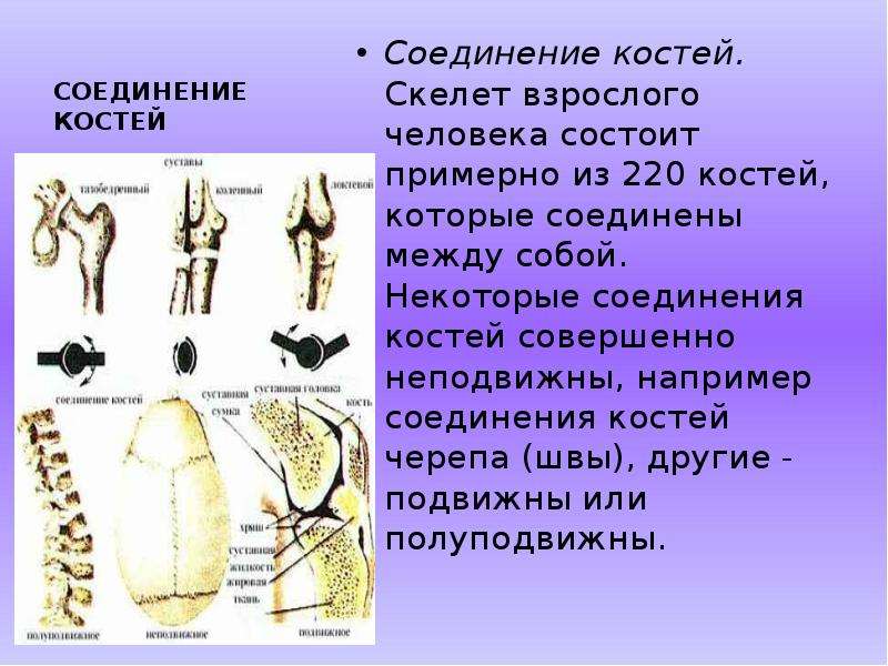 Виды соединения костей скелета