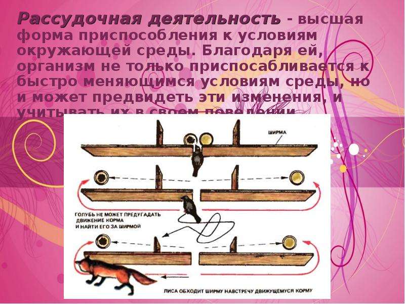 Презентация по биологии 8 класс врожденные и приобретенные программы поведения