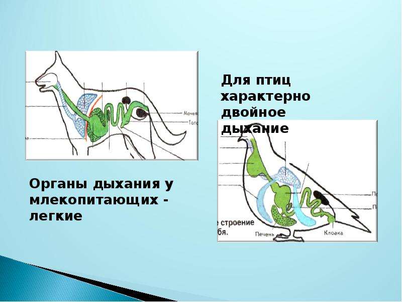 Изучив текст параграфа составьте обобщающую схему органы газообмена у растений и животных