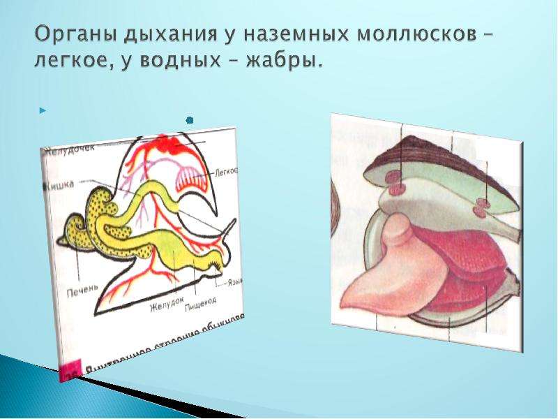 Дыхание моллюсков. Органы дыхания водных моллюсков. Органы дыхания наземных. Органы дыхания и газообмен моллюски. Наземные моллюски органы дыхания.