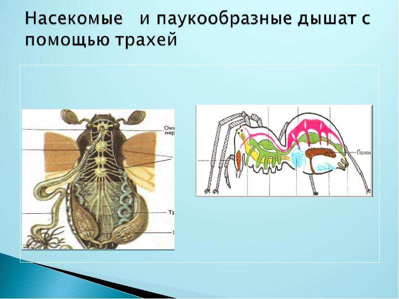 Паукообразные органы дыхания. Органы дыхания у насекомых и паукообразных. Насекомые дышат трахеями. Паукообразные дышат. Паукообразные дышат с помощью.