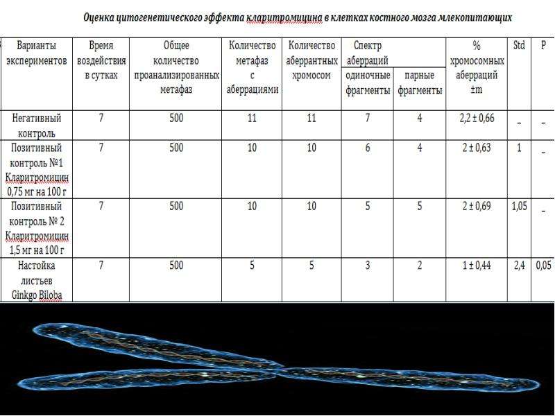 Р положительный. Хромосомных аберраций в клетках костного мозга.