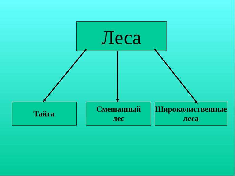 Схема леса россии