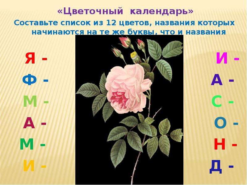 Цветок начинается на м. Цветок на букву я. Цветок на букву я названия. Цветы на букву а. Растения на букву я названия.