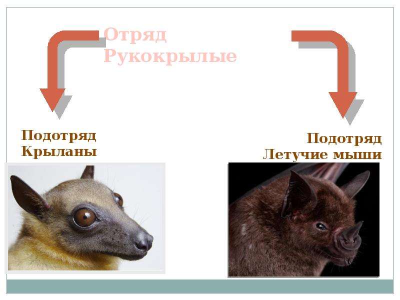 Отряд рукокрылые презентация