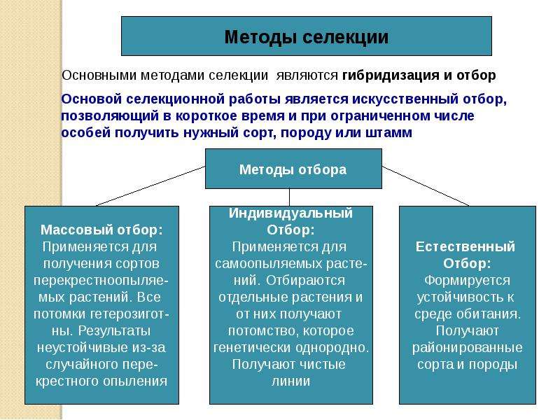 Основные методы селекции. Метод селекции отбор. Селекция методы селекции. Отбор и гибридизация. Методы отбора биология.