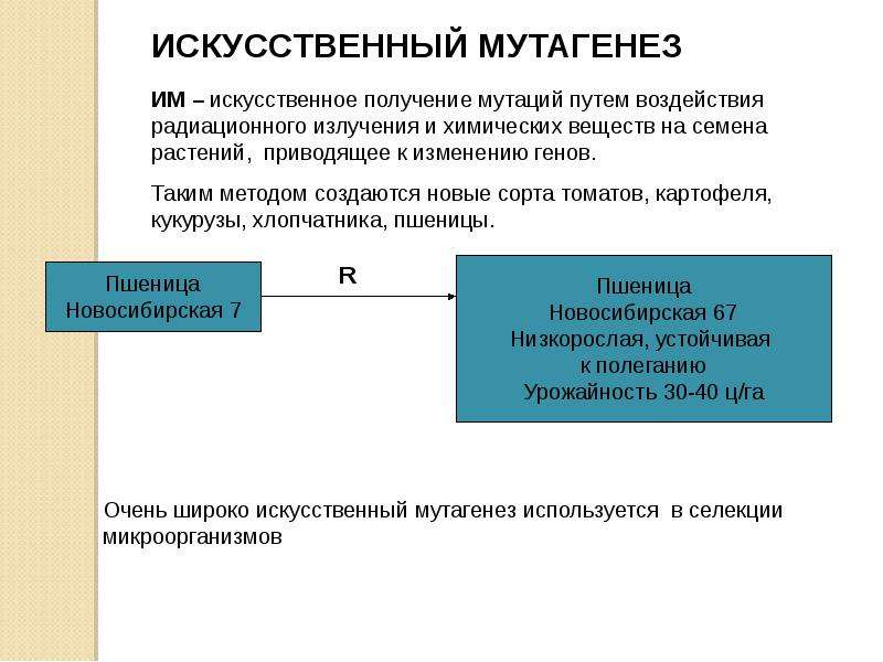 Радиационный мутагенез презентация