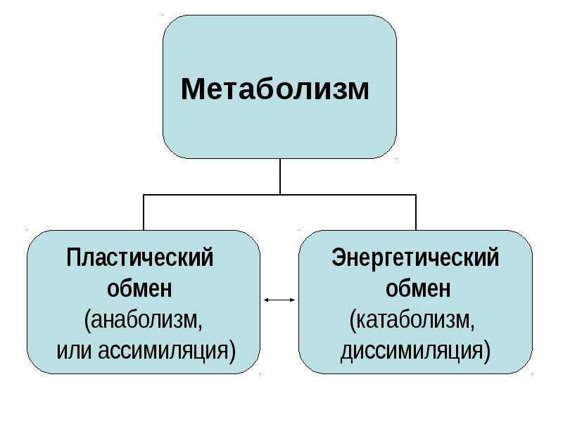 Презентация на тему обмен