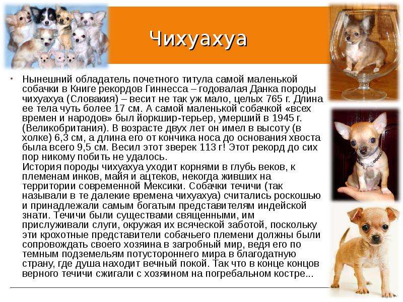 Чихуахуа Нынешний обладатель почетного титула самой маленькой собачки в Книге рекордов Гиннесса – го