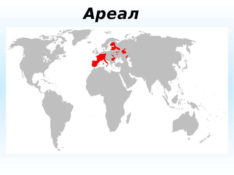 Ареал это территория обитания. Ареал. Сплошной ареал. Космополитный ареал. Ареал это в биологии.