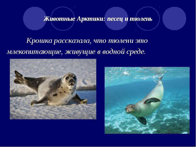 Животные Арктики: песец и тюлень Крошка рассказала, что тюлени это млекопитающие, живущие в водной с